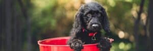 cute-dog