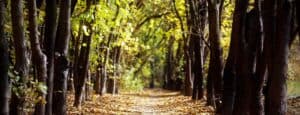 tress-providing-shelter